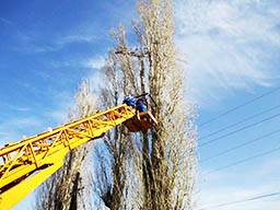 Специалисты ПАО «Волгоградоблэлектро» проводят расчистку трасс воздушных линий от сухостоя и древесно-кустарниковой растительности 
